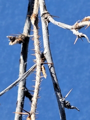 Ribes oxyacanthoides