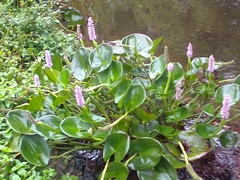 Pontederia cordata