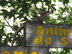 Basiliscus vittatus