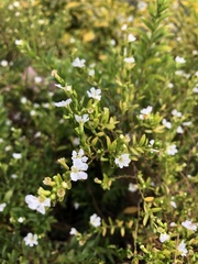 Magnoliopsida