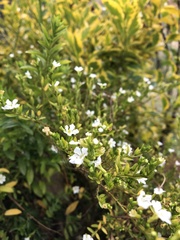 Magnoliopsida