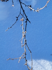 Ribes oxyacanthoides