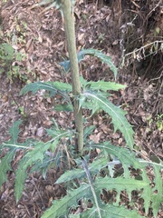 Cirsium ehrenbergii