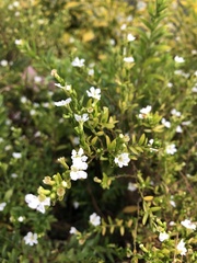 Magnoliopsida