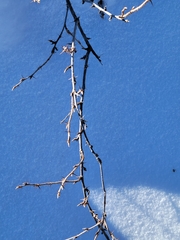 Ribes oxyacanthoides