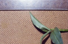 Afrixalus spinifrons spinifrons