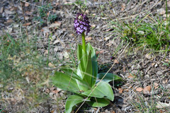 Orchis purpurea image