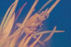 Afrixalus spinifrons spinifrons