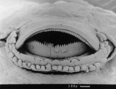 Afrixalus spinifrons spinifrons