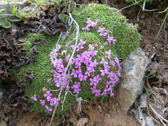 Silene acaulis exscapa