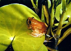 Afrixalus spinifrons spinifrons