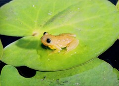 Afrixalus spinifrons spinifrons