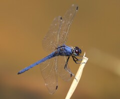 Trithemis dorsalis
