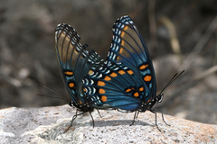 Limenitis arthemis arizonensis