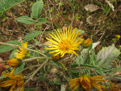 Munnozia