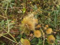 Munnozia