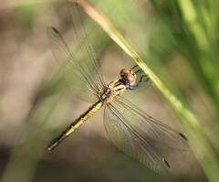 Trithemis dorsalis