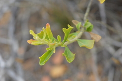 Baccharis macraei