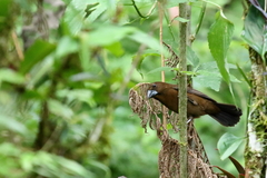 Cyanoloxia cyanoides