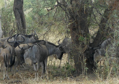 Connochaetes taurinus albojubatus