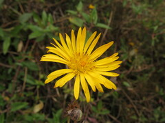 Munnozia