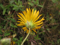 Munnozia