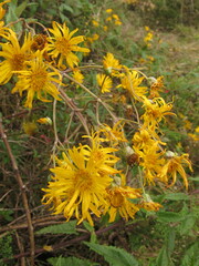 Munnozia