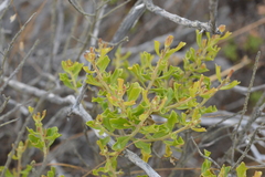 Baccharis macraei