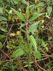 Munnozia