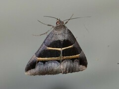 Grammodes congenita
