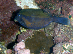 Ostracion cyanurus
