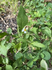 Bidens alba