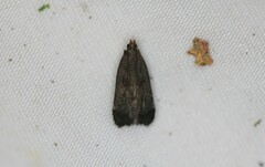 Dichomeris juncidella