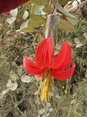 Mutisia clematis