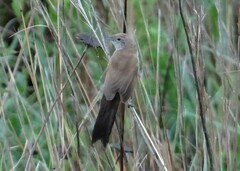 Catriscus brevirostris