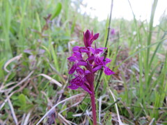 Dactylorhiza lapponica
