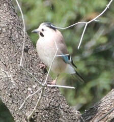 Garrulus glandarius atricapillus