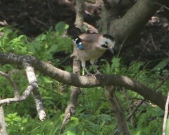Garrulus glandarius atricapillus