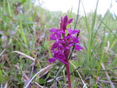Dactylorhiza lapponica
