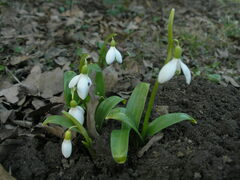 Galanthus woronowii