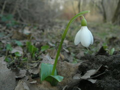 Galanthus woronowii