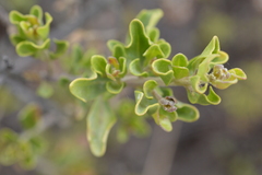 Baccharis macraei