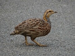 Scleroptila levaillantii