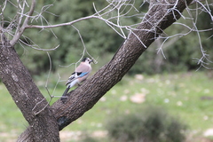 Garrulus glandarius atricapillus