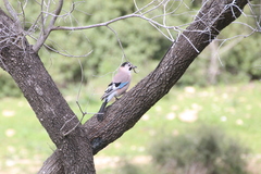 Garrulus glandarius atricapillus