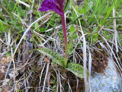 Dactylorhiza lapponica