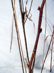Rubus idaeus strigosus
