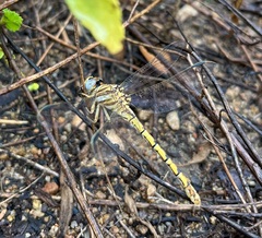 Crenigomphus hartmanni