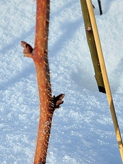 Rubus idaeus strigosus