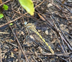 Crenigomphus hartmanni